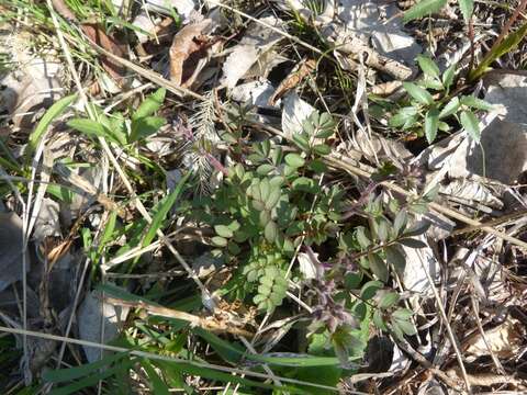 Image of Greek valerian