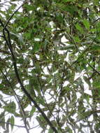 Salix amygdaloides Anderss. resmi