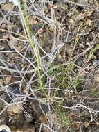 Image of Argyranthemum gracile Sch. Bip.