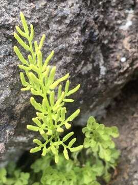 Cryptogramma cascadensis E. R. Alverson resmi