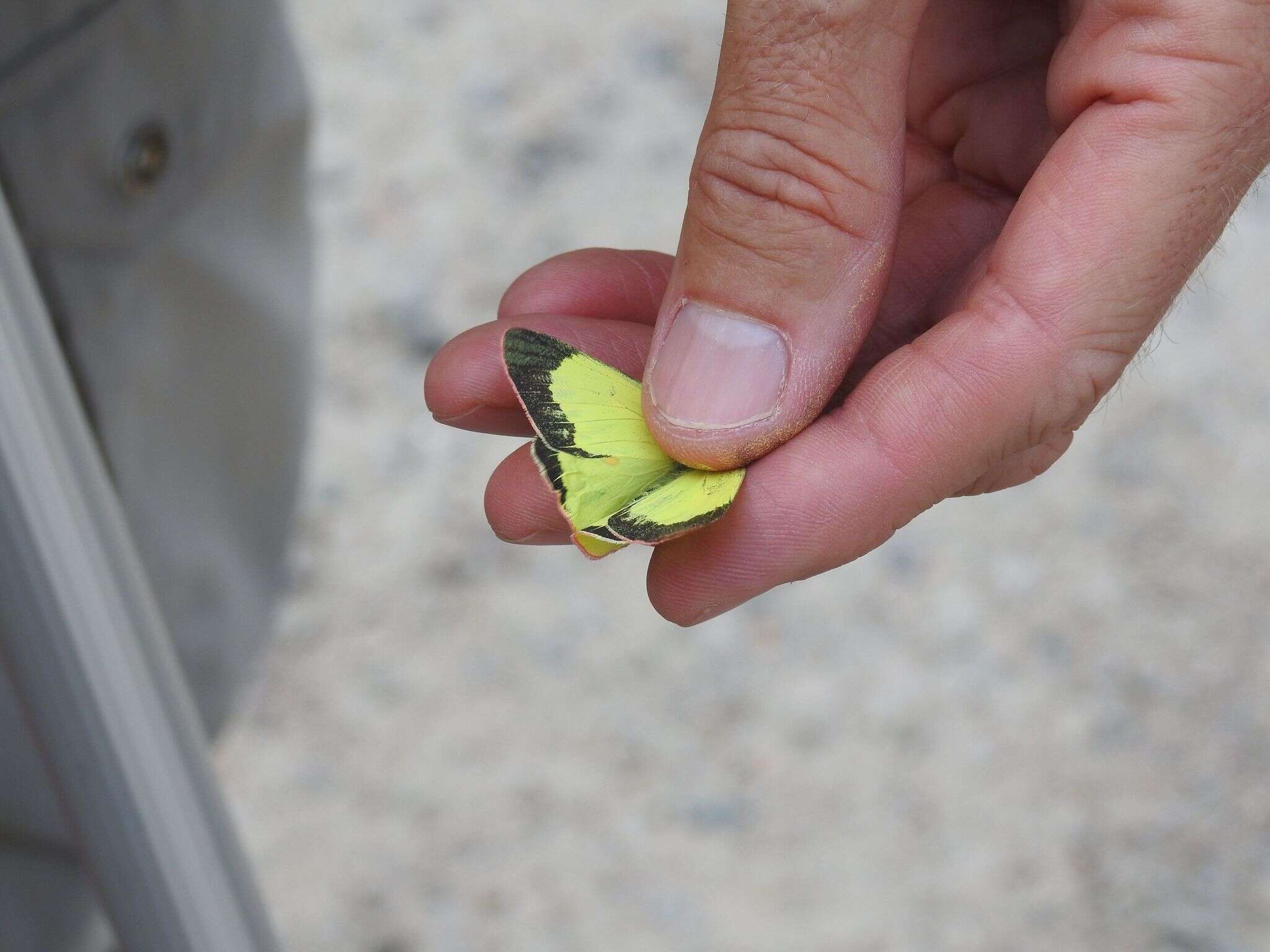 Image of Pink-edged sulphur