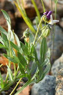 Image of Oregon violet