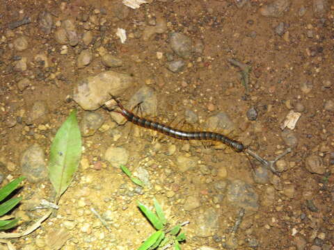 Image of Scolopendra viridicornis Newport 1844