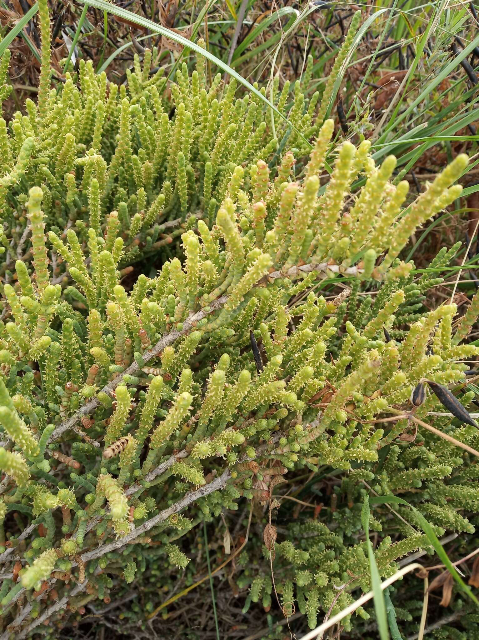 Image of Salicornia procumbens Sm.