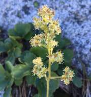 Image of strawberry saxifrage