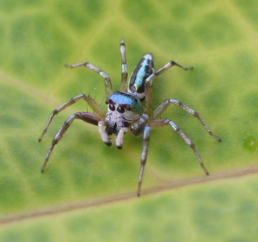 Image of Sea-green Northern Jumper