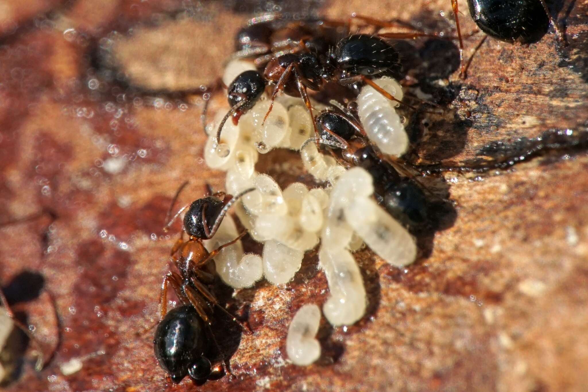 Plancia ëd Camponotus dalmaticus (Nylander 1849)