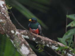 صورة Trogon melanurus Swainson 1838