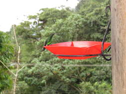 Image of Steely-vented Hummingbird