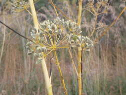 Image of Opopanax chironium (L.) Koch