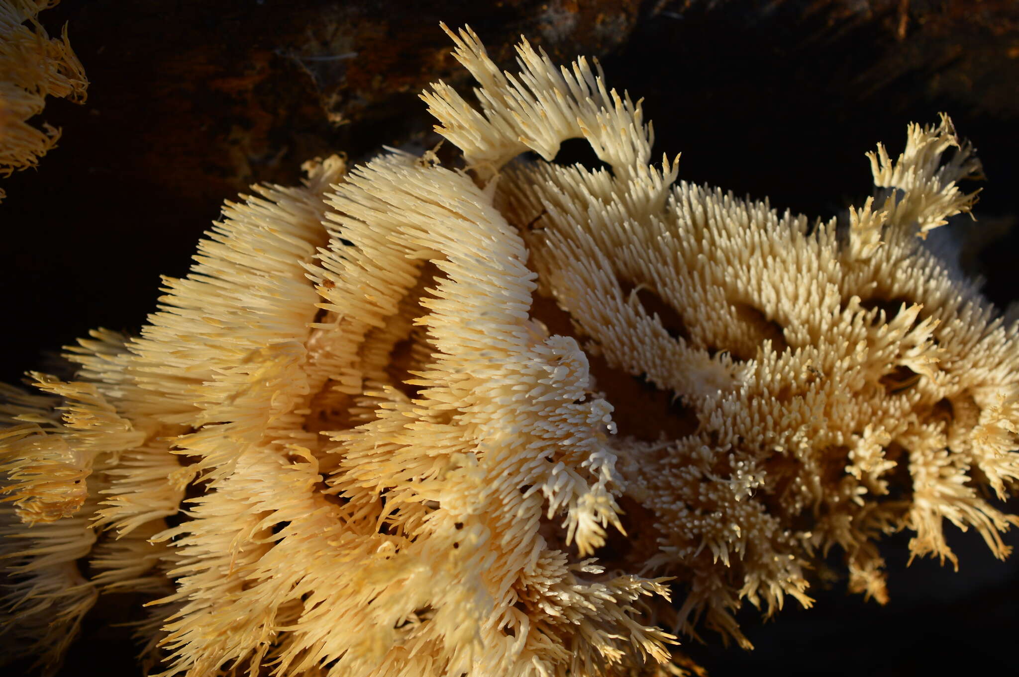 Image of Hericium clathroides (Pall.) Pers. 1797