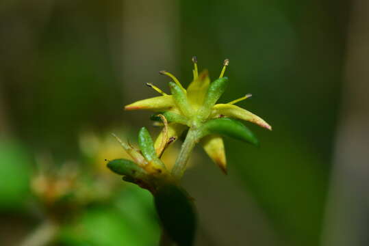 Image of Sedum kwanwuense