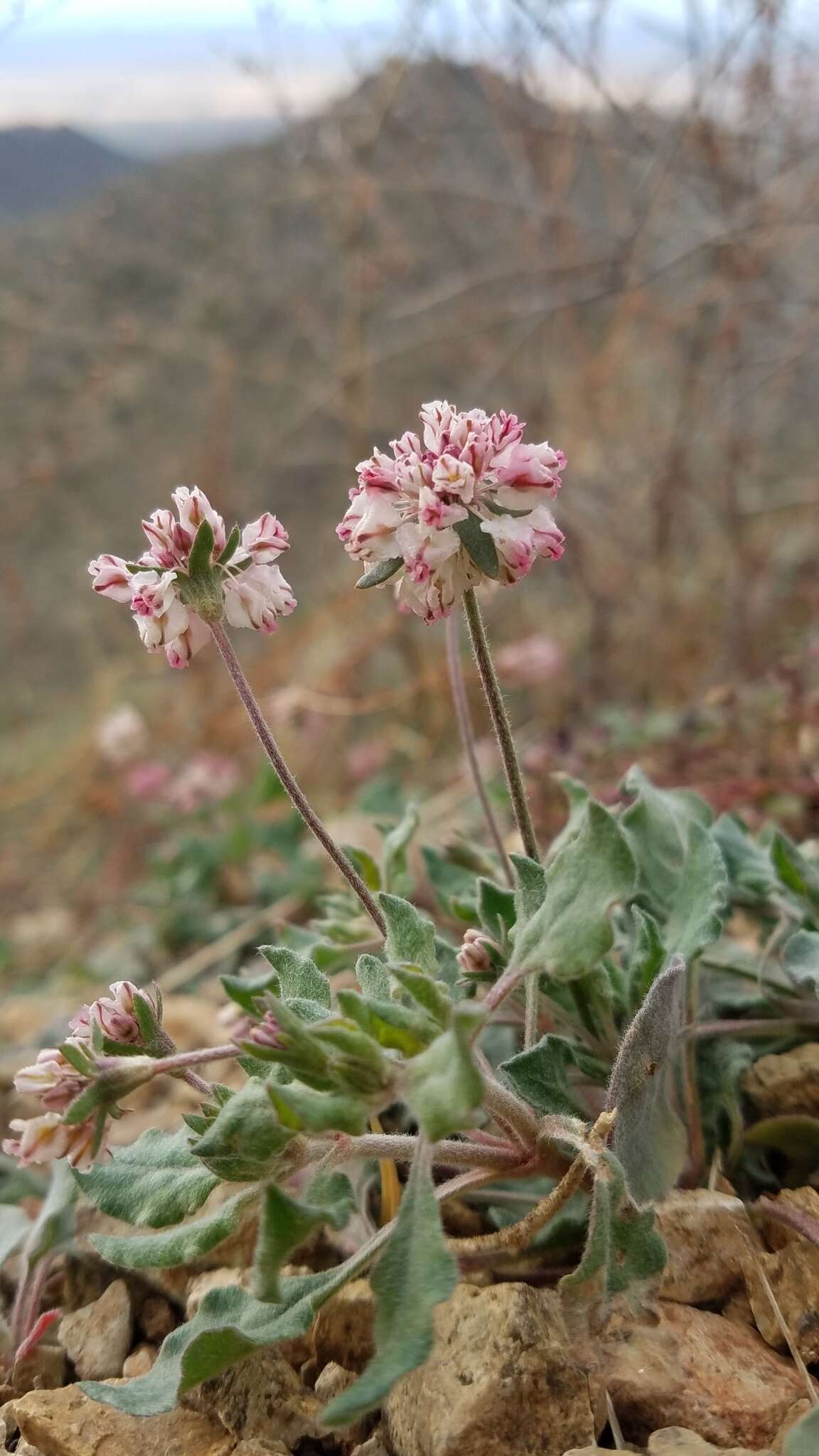 Image of Abert's buckwheat