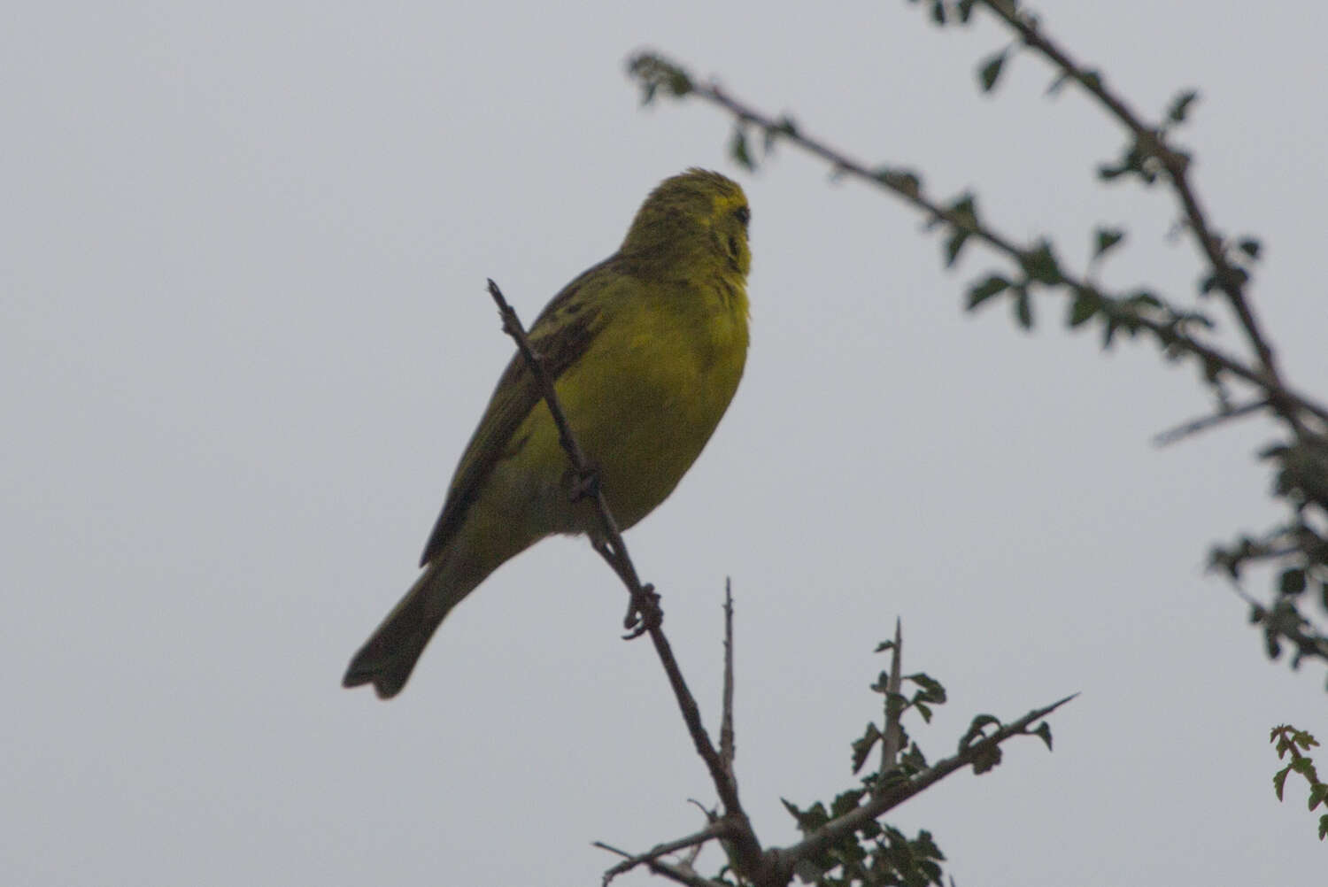 Image of White-bellied Canary