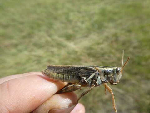 Melanoplus packardii Scudder & S. H. 1878的圖片