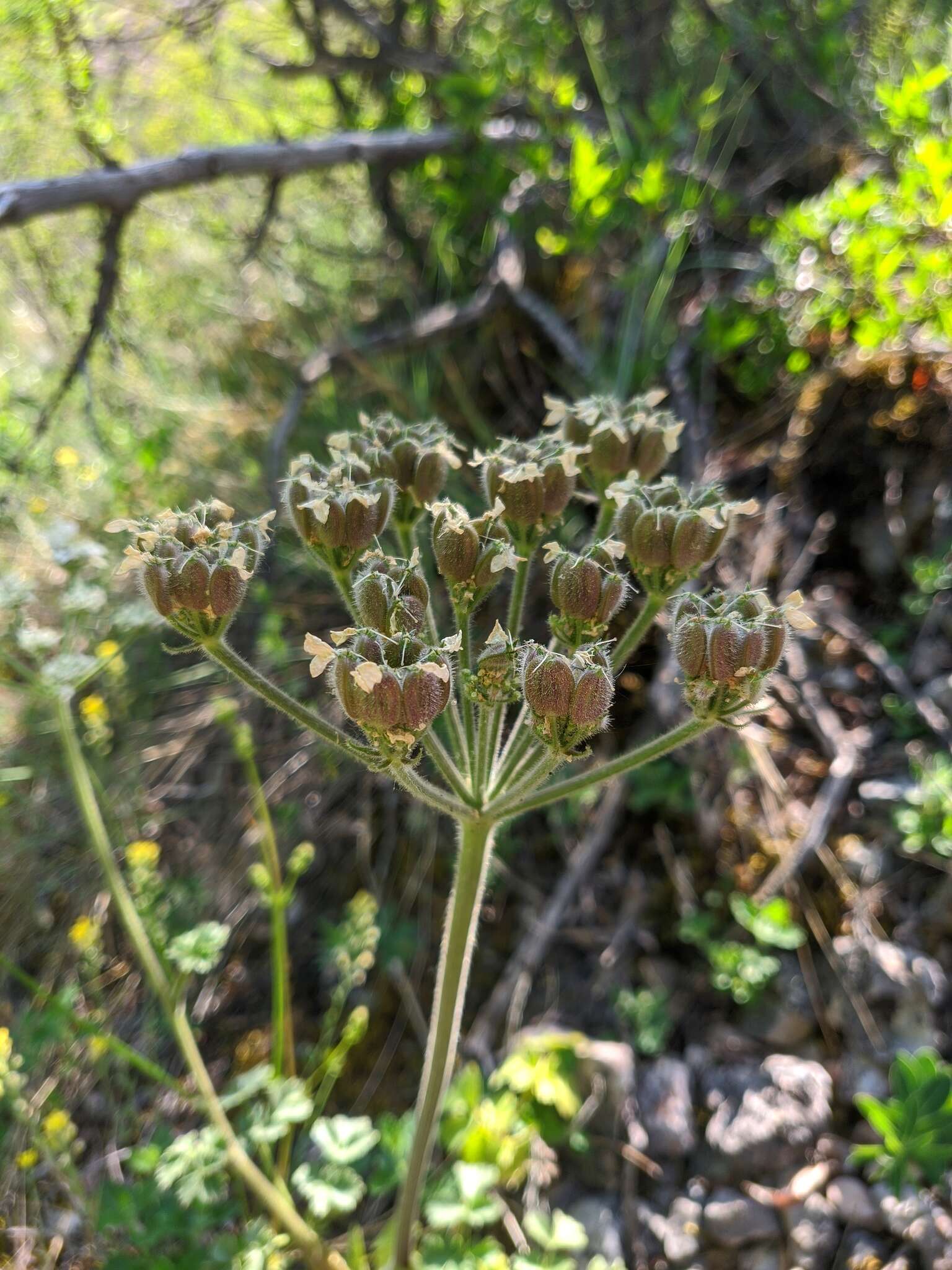 Image de Heracleum ligusticifolium Bieb.