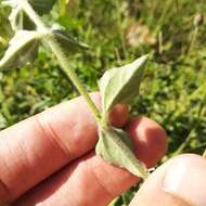 Imagem de Tridax mexicana A. M. Powell