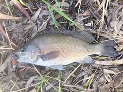 Image of Black bream