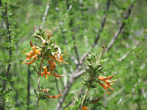 Anisacanthus thurberi (Torr.) Gray resmi