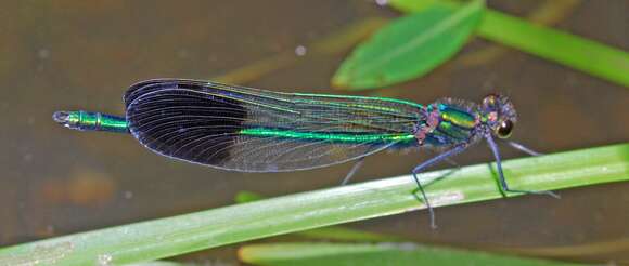 Image of River Jewelwing