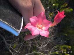 Image of Gladiolus meridionalis G. J. Lewis