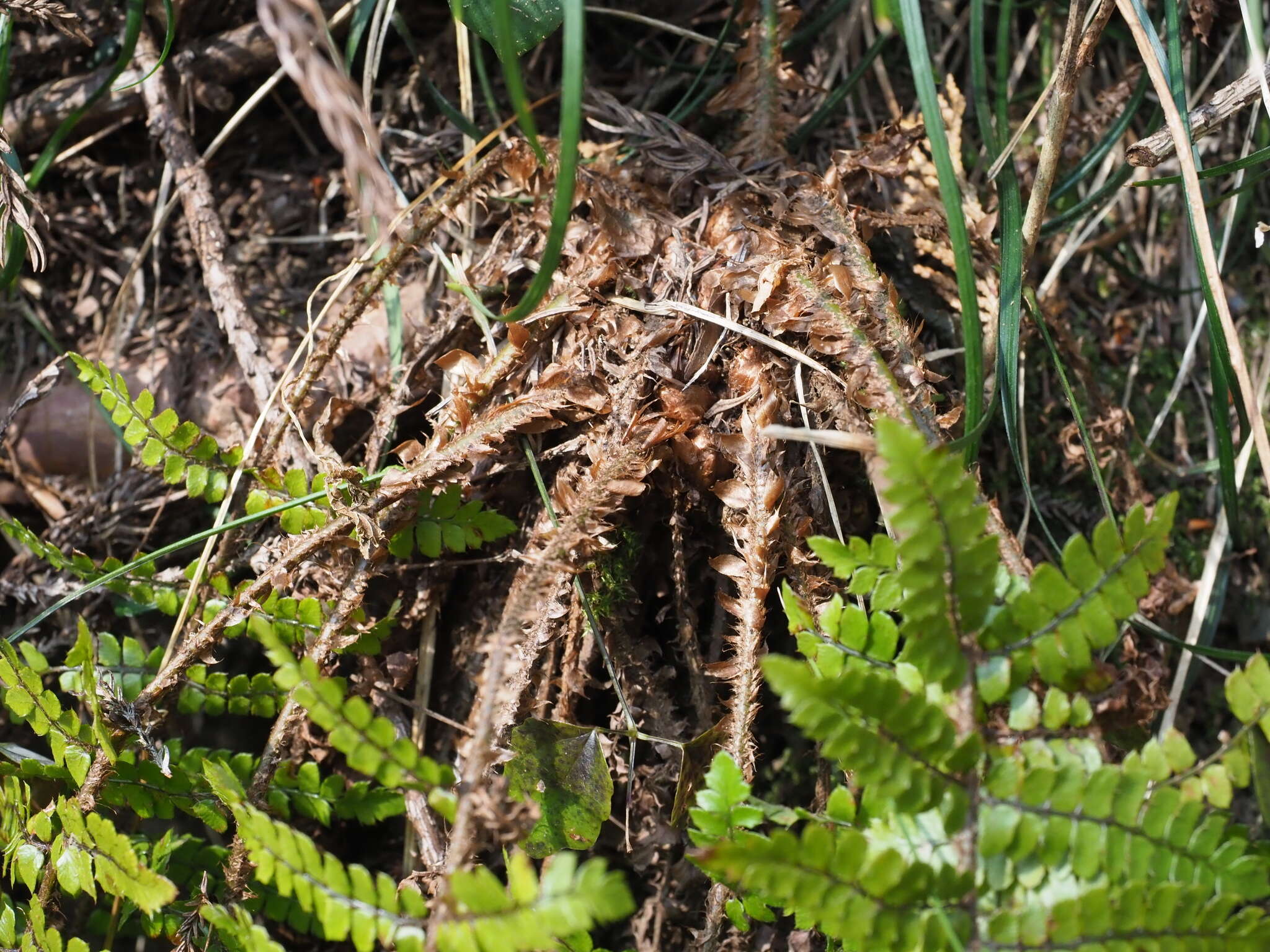 Sivun Polystichum tagawanum Kurata kuva