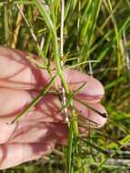 Image of purple false foxglove