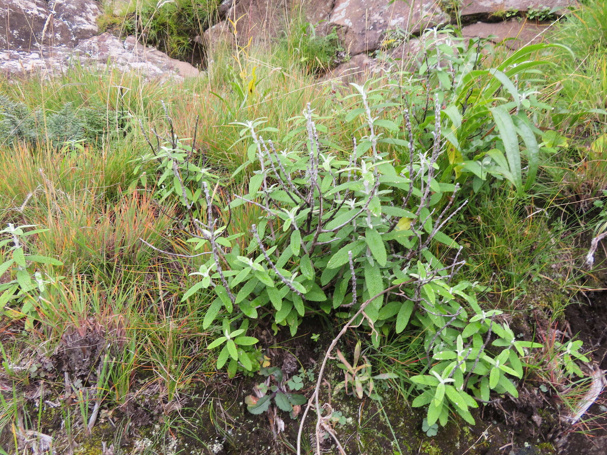 Image of Buddleja loricata Leeuwenberg