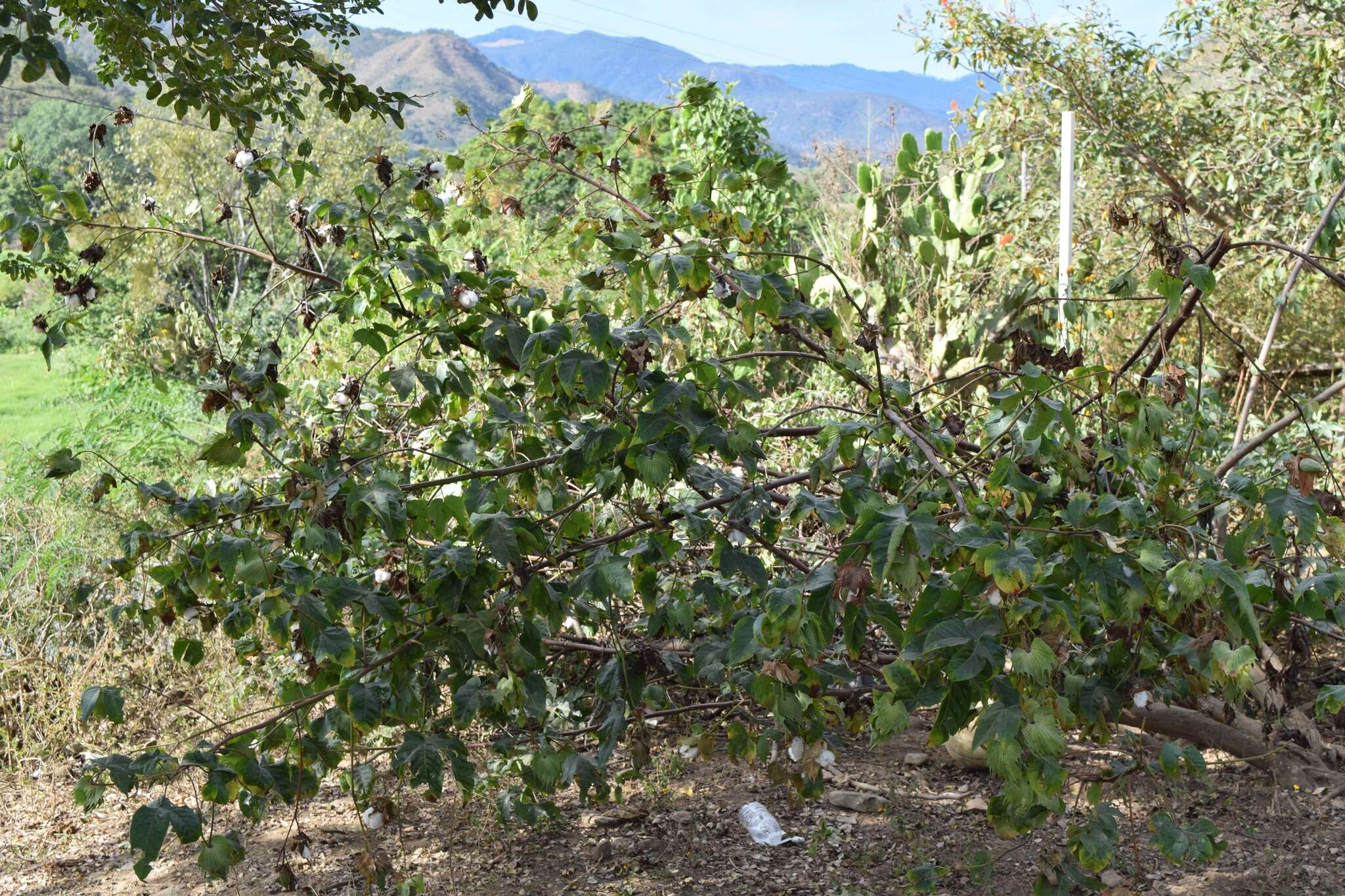 Image of Sea Island Cotton