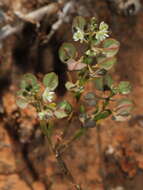 صورة Lepidium phlebopetalum (F. Muell.) F. Muell.