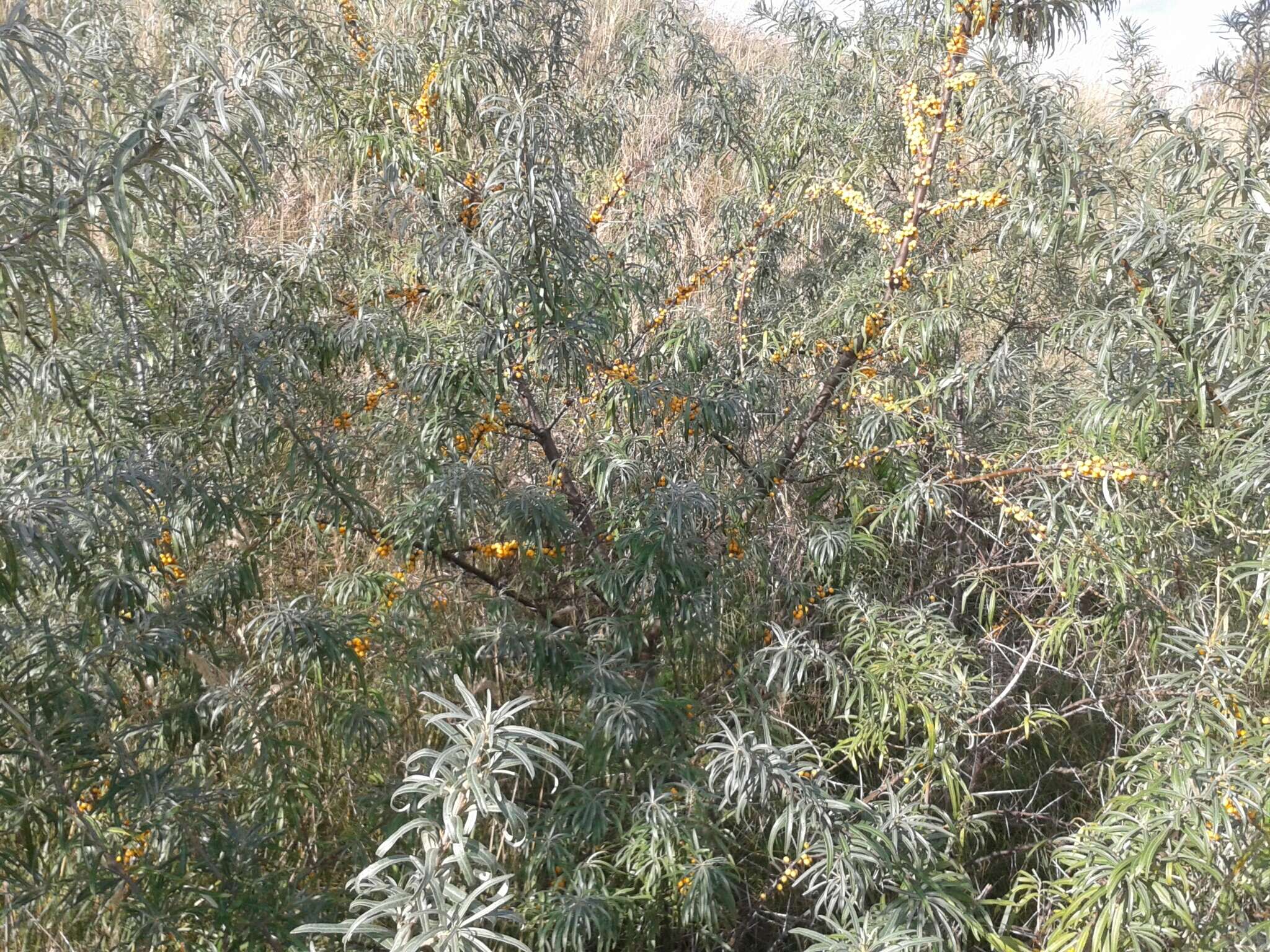 Image of Sea-buckthorn