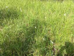 Image of tall cottongrass