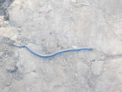Image of Plumbeous or Reticulated Centipede Eater