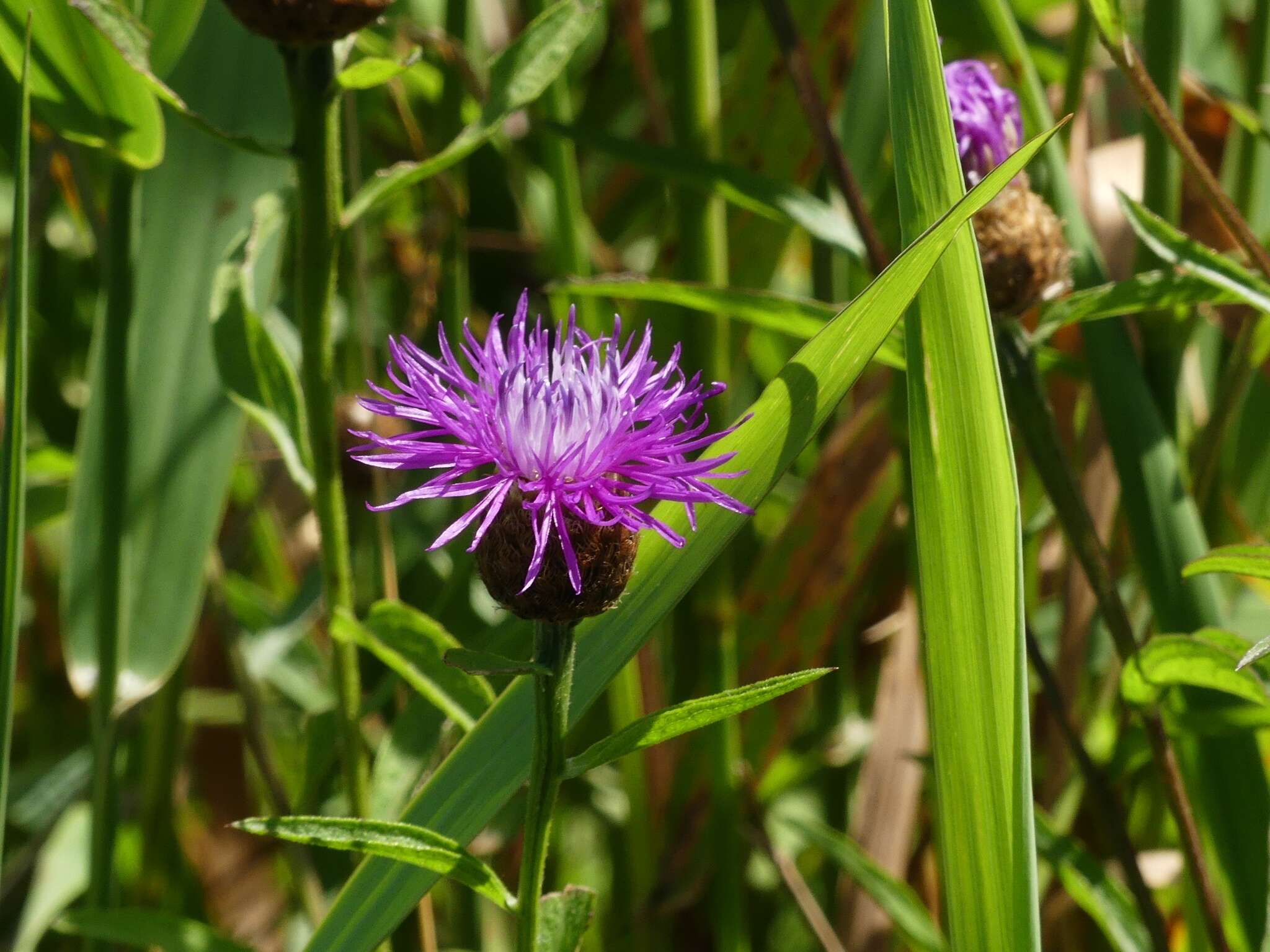 Слика од Centaurea decipiens Thuill.