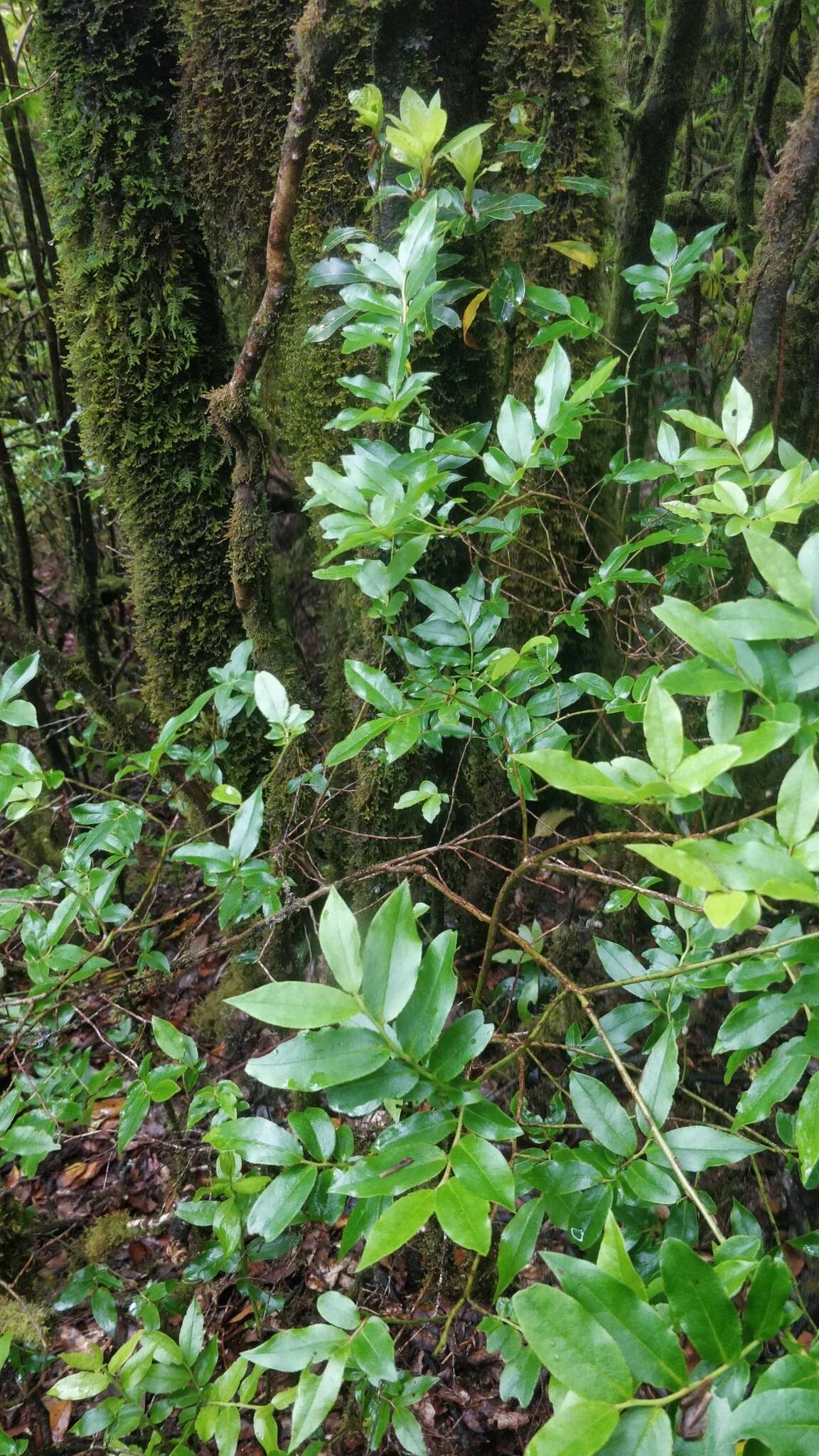 Sivun Vaccinium padifolium J. E. Sm. kuva