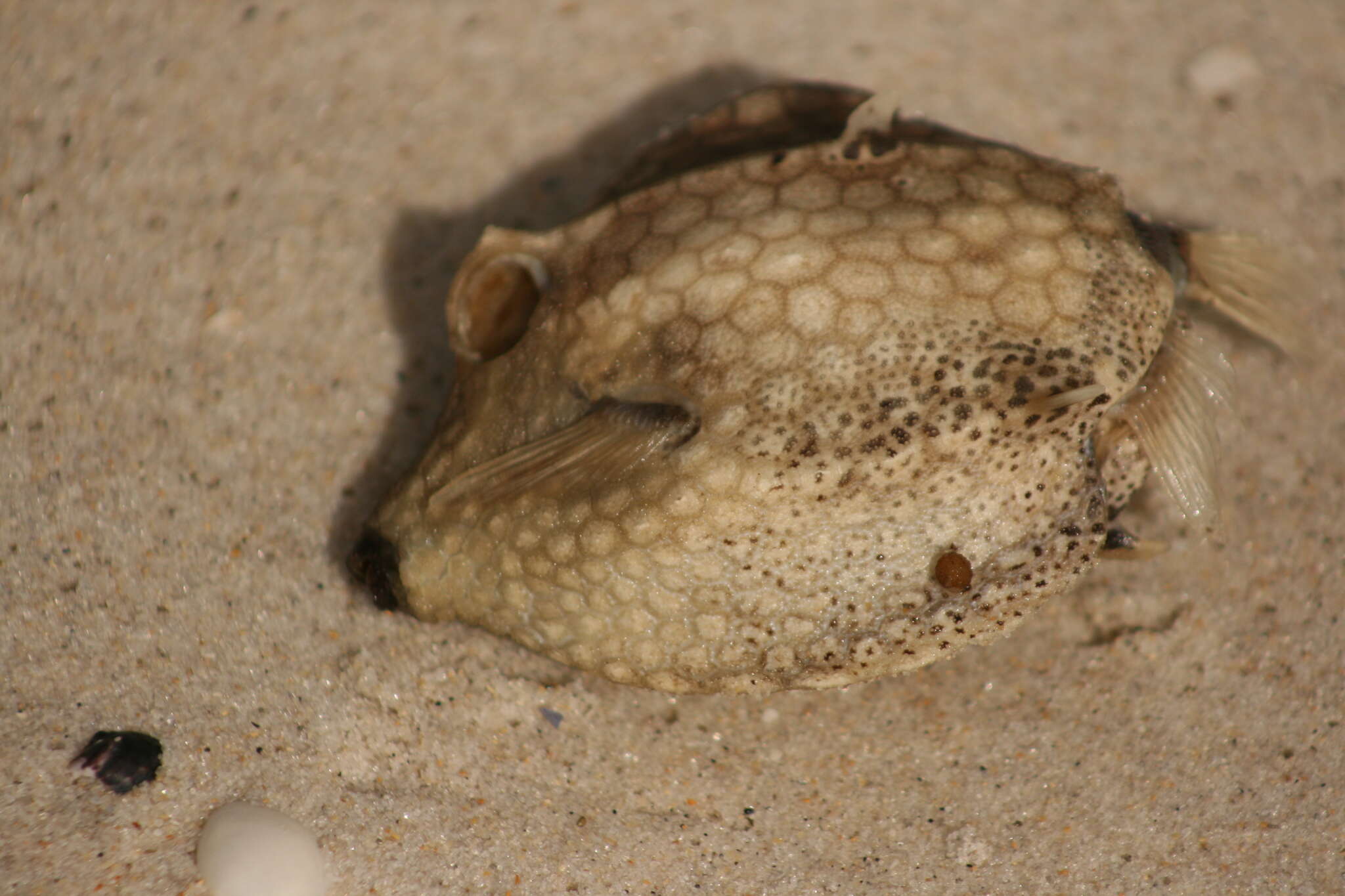 Image of Black-spotted boxfish