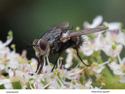 Linnaemya picta (Meigen 1824)的圖片