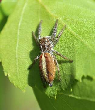 Image of Marpissa pomatia (Walckenaer 1802)