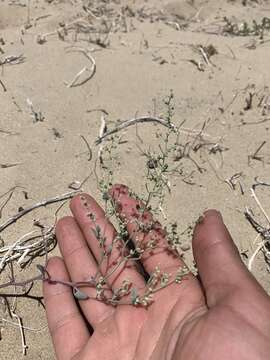 Image de Chenopodium nevadense Standl.