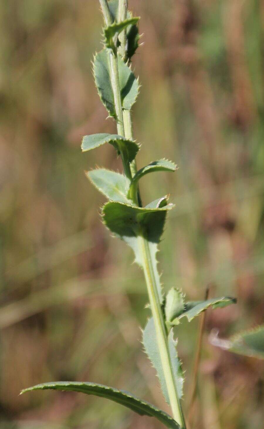 Imagem de Carduus defloratus subsp. glaucus (Baumg.) Nym.