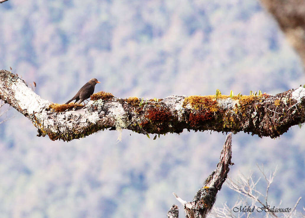 Image of Island Thrush