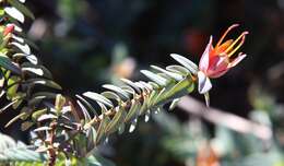 Image of Darwinia citriodora (Endl.) Benth.