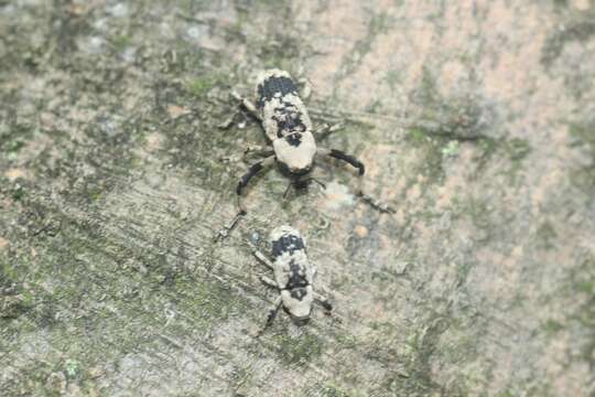 Gasterocercus longipes Kôno 1932 resmi