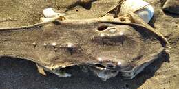 Image of Smallnose Fanskate