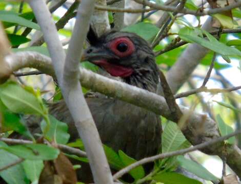 Image of Rufous-bellied Chachalaca