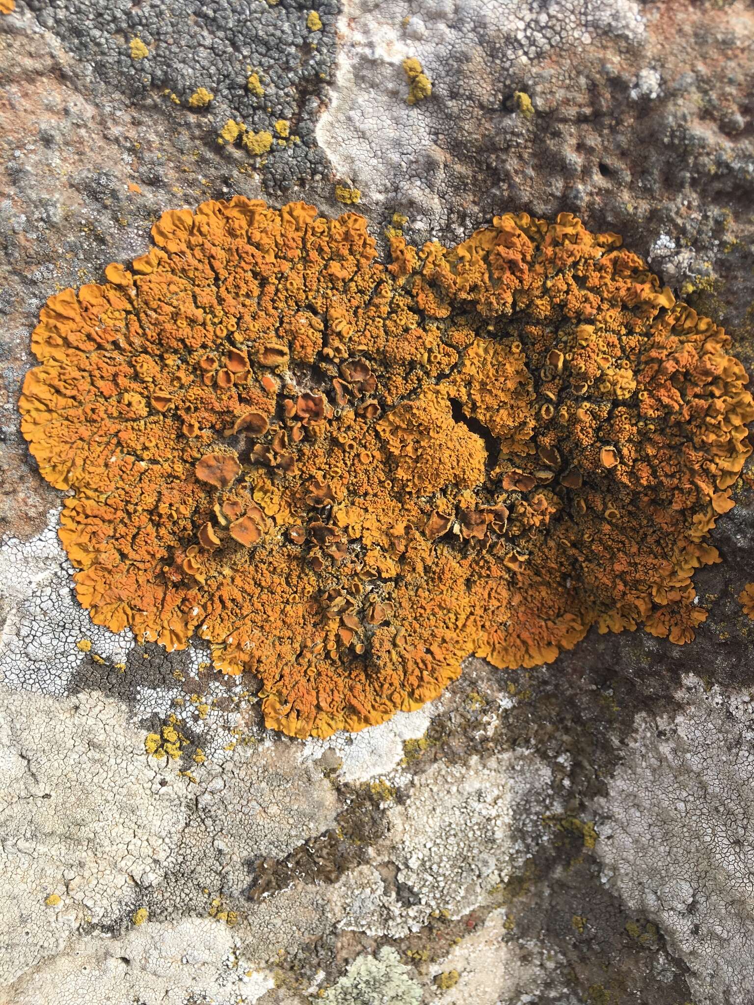 Image of Xanthoria aureola (Ach.) Erichsen