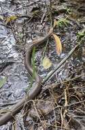 Image of Brown-headed or grey-naped snake