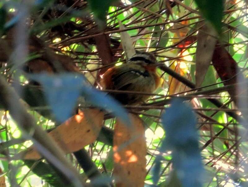 Image of Bertoni's Antbird