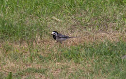 Image of Pied Wagtail and White Wagtail