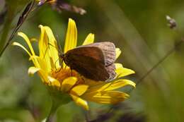 Erebia pluto De Prunner 1798 resmi